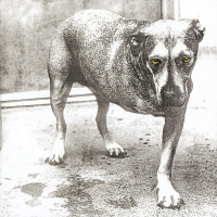 Album cover for Alice in Chains