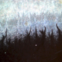 Scars of the Shattered Sky