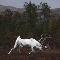 Avfärd