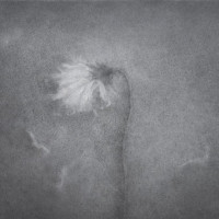 Dying Away in the Deep Fall