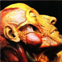Show-Off Cadavers - The Anatomy of Self Display