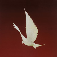 Dove
