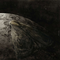 Moth and the Moon
