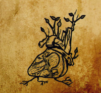 Harvest Aorta
