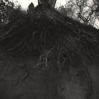 Cycle of Rot