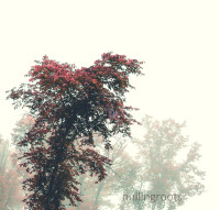 nullingroots
