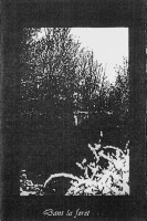 Dans la forêt…