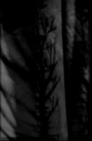With Black Branches.. Scars and Wounds, the Painful Memories...