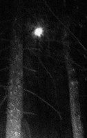 Saatchräje und der Baüm in die Möswelt / Chemin de ténèbres