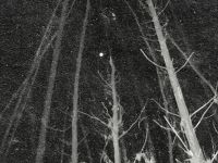 Under the Fullmoon Night