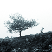 El último árbol sobre la tierra